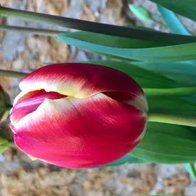 Armani Tulip (Tulipa Armani) Img 4